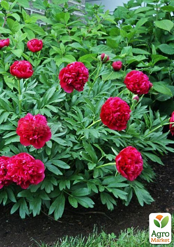 Півонія трав'яниста "Red Charm" 1шт в упаковці - фото 4