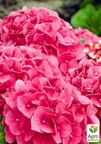 Гортензия крупнолистная рубиново-красная "Alpengluhen" - фото 2