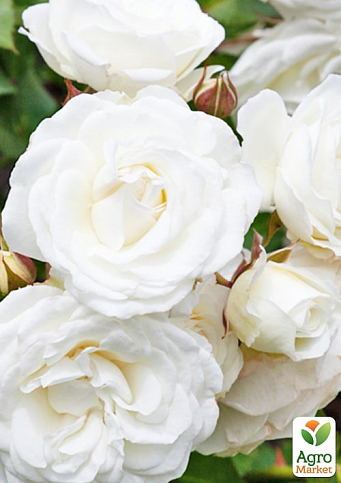 LMTD Роза 2-х летняя "Wedding White" (укорененный саженец в горшке, высота 25-35см) - фото 6