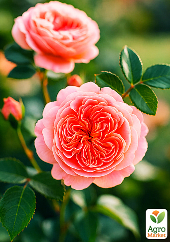 Роза плетистая "Пирует (Pirouette)" (саженец класса АА+) высший сорт - фото 2