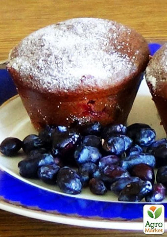 Жимолость "Гордість Кубані" (середньопізній термін дозрівання, один з лідируючих сортів) - фото 7