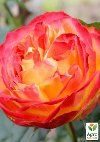 Троянда в контейнері англійська "Вулканіка" (саджанець класу АА+) - фото 4