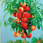 Ексклюзив! Персик колоновидний жовто-червоний "Тотем садівника" (Totem gardener) (преміальний річний великоплідний сорт)