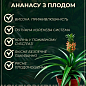 LMTD Ананас с плодом 3-х летний "Champaca" (20-40см)