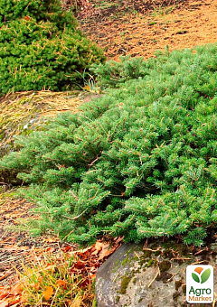 Ялиця корейська "Green Carpet" (ком/сітка) діаметр 90-100 см3