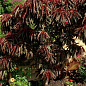 Нектарин колоновидный краснолистный "Бургунди" цена