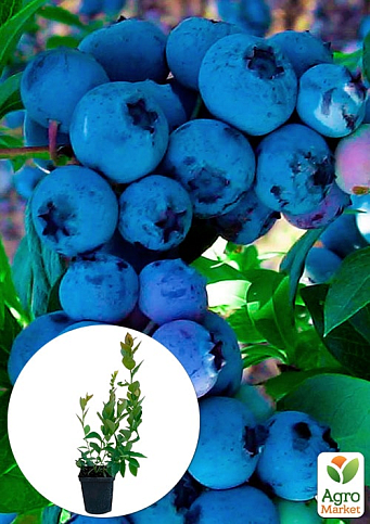 Голубика (черника садовая) "Бонус" (среднепоздний срок созревания)