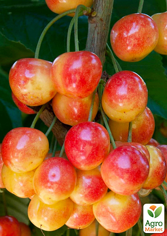Черешня рожева "Райнер" (великоплідний сорт, пізній термін дозрівання)