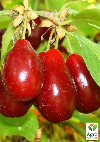 Кизил щеплений "Grenadier" саджанець 2 роки (ранній термін дозрівання, великоплідний) - фото 5