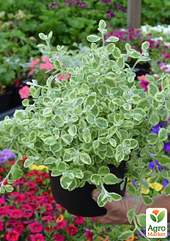 Геліхрізум ампельний "Variegata"5
