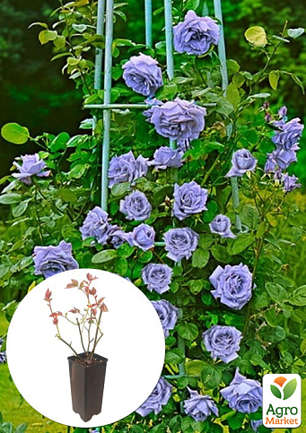 Троянда плетиста "Blue Moon" у контейнері, вищий сорт