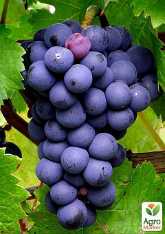 Виноград "Каберне Таврийский" (винный сорт)1