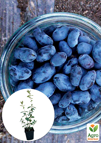 Жимолость "Гордість Кубані" (середньопізній термін дозрівання, один з лідируючих сортів)