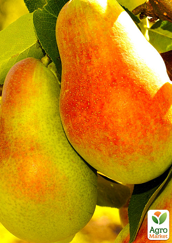 Эксклюзив! Груша желтого с красным румянцем "Дары Афродиты" (Gifts of Aphrodite) (премиальный, морозостойкий сорт, высокая лежкость)