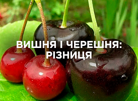 Вишня і черешня: у чому різниця між культурами | Agro-market