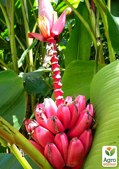 Банан Красный (Ensete Maurelli) "Red Banana"6