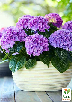 LMTD Гортензия махровая цветущая 2-х летняя "Tabletensia Purple" (15-30см)20