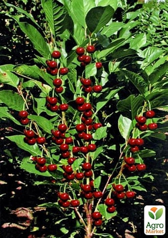 Вишня колоновидна "Ашинський гібрид" (літній сорт, ранній термін дозрівання)