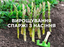 Як виростити спаржу з насіння — поради та інструкція | Agro-market