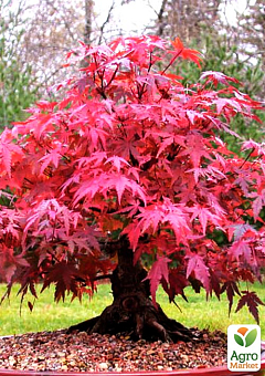 Клен 3-х річний японський пальмолистний (Аcer palmatum Sumi-nagashi Intense Dark) С3, висота 60-80см29