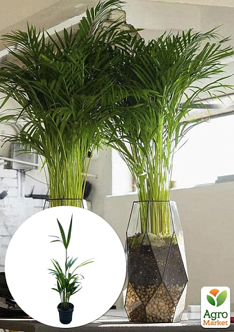 LMTD Пальма Дипсис "Dypsis lutescens" висота 40-50см