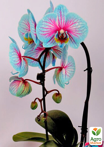 Орхидея (Phalaenopsis) "Cascade Wonder Blue" высота 45-55см