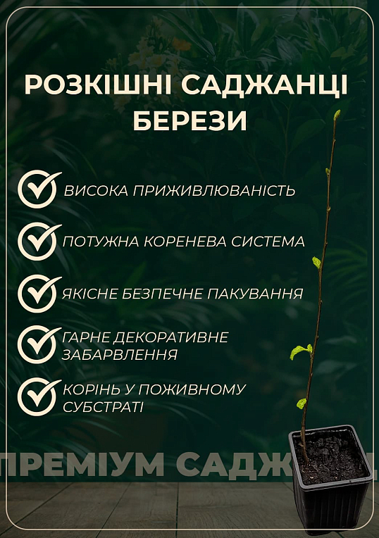 Береза повислая "Purpurea" С5 высота 60-100см