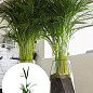 LMTD Пальма Дипсис "Dypsis lutescens" висота 40-50см