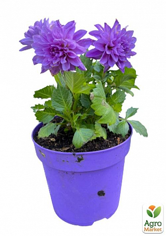 LMTD Георгина низкорослая крупноцветковая "Figaro Violet" (цветущая) - фото 3
