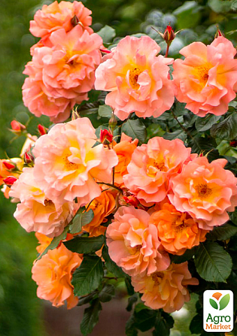 Троянда плетиста "Вестерленд" (Westerland) (саджанець класу АА+) вищий сорт - фото 3