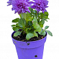 LMTD Георгина низкорослая крупноцветковая "Figaro Violet" (цветущая) цена