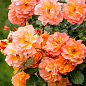 Роза плетистая "Вестерленд" (Westerland) (саженец класса АА+) высший сорт цена