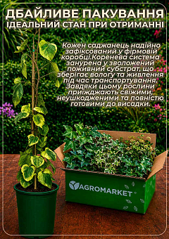 Плющ обыкновенный 2-х летний "Erecta" С2 высота 40-50см27