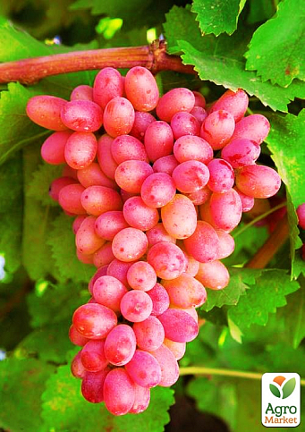 Виноград "Юліан" (дуже ранній термін дозрівання, тривалий період збереження ягід) - фото 4