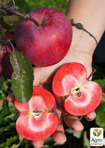 Яблуня червоном'яса "Одіссо" (літній сорт, середній термін дозрівання)