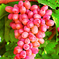 Виноград "Юліан" (дуже ранній термін дозрівання, тривалий період збереження ягід)