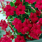 Дипладенія 2-х річна (Mandevilla) "Velvet Red" (висота 40-50см, підвісний вазон)