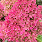 Гортензия метельчатая 4-х летняя "Petite Flori", С4