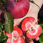 Яблоня красномясая "Одиссо" (летний сорт, средний срок созревания)