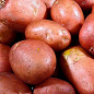 Насіннєвий рання картопля "Рози" (на пюре, 1 репродукція) 3 кг