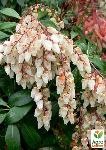 Пиерис японский 2-х летний "Sarabande" вазон С1.5