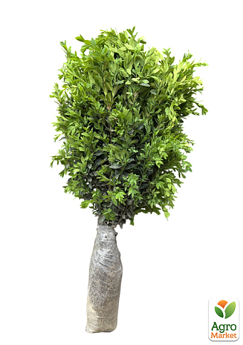 Самшит блискучий темно-зелений "Крістофф" (Kristoff) 3-х річний саджанець - фото 5