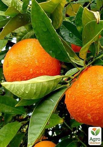 Апельсин "Гамлин"  - фото 3