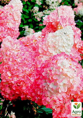 Гортензия метельчатая "Pink Lady" вазон Р9