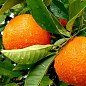 Апельсин "Гамлін" цена