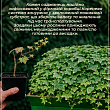 Плющ пестролистный