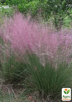 Эрагростис "Eragrostis spectabilis" вазон С2 (высота 50-70см)22