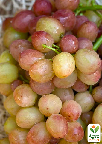 Виноград "Смешарики" (крупный, сочный ярко выраженный мускат) - фото 4