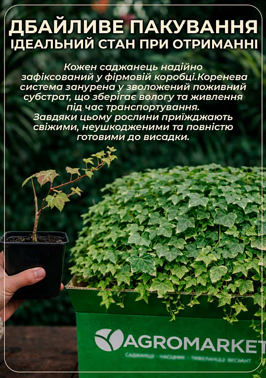 Плющ ряболистий - фото 4