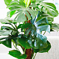 Монстера "Deliciosa" (45-60см)